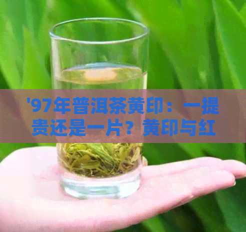 '97年普洱茶黄印：一提贵还是一片？黄印与红印的区别，7572代表什么？'