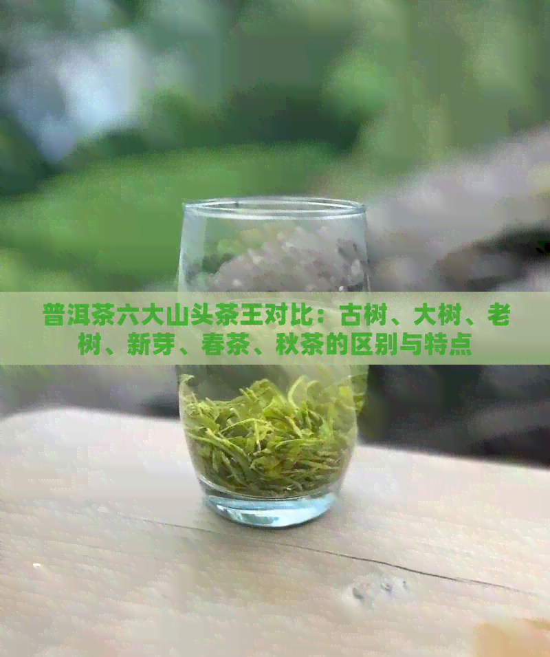 普洱茶六大山头茶王对比：古树、大树、老树、新芽、春茶、秋茶的区别与特点