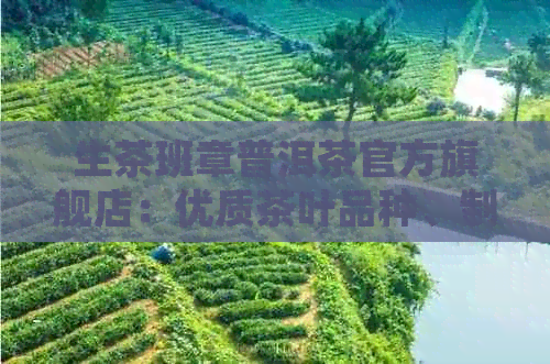 生茶班章普洱茶官方旗舰店：优质茶叶品种、制作工艺与口感体验全方位解析