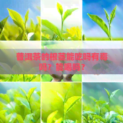 普洱茶的根茎能吃吗有吗？能喝吗？