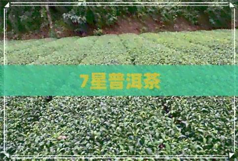 7星普洱茶