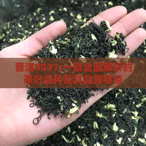 普洱9031:一款全面解析的茶叶品种及其品质特点