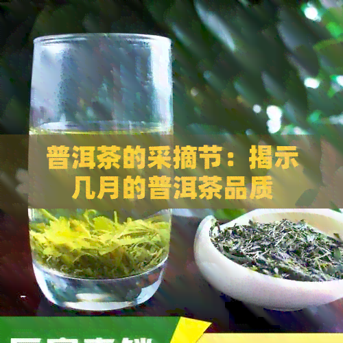 普洱茶的采摘节：揭示几月的普洱茶品质