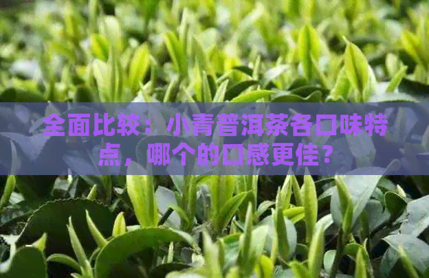 全面比较：小青普洱茶各口味特点，哪个的口感更佳？