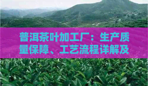 普洱茶叶加工厂：生产质量保障、工艺流程详解及如何选择优质茶叶的全面指南