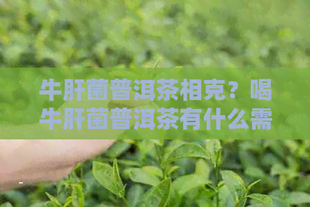 牛肝菌普洱茶相克？喝牛肝菌普洱茶有什么需要注意的事项？