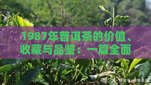 1987年普洱茶的价值、收藏与品鉴：一篇全面的指南