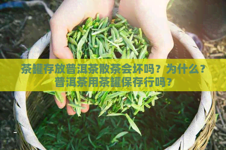 茶罐存放普洱茶散茶会坏吗？为什么？普洱茶用茶罐保存行吗？