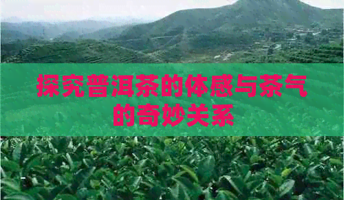 探究普洱茶的体感与茶气的奇妙关系