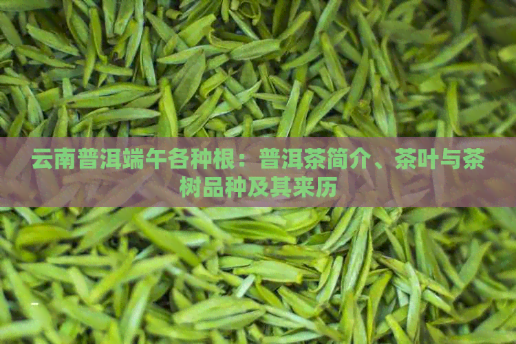 云南普洱端午各种根：普洱茶简介、茶叶与茶树品种及其来历