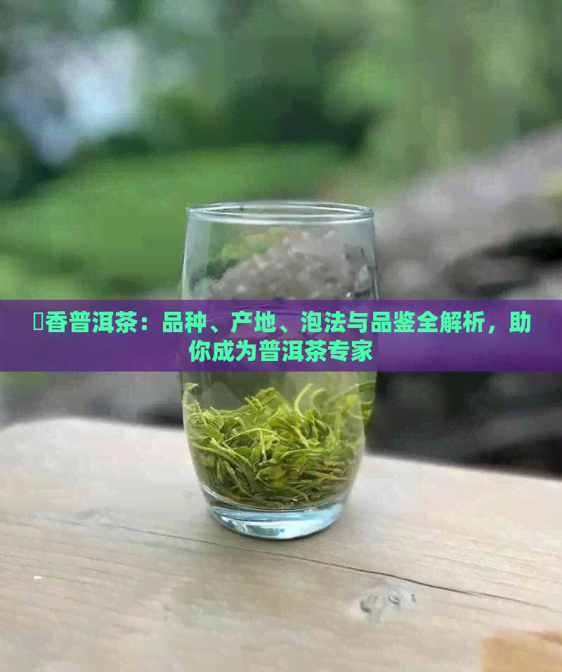 檽香普洱茶：品种、产地、泡法与品鉴全解析，助你成为普洱茶专家