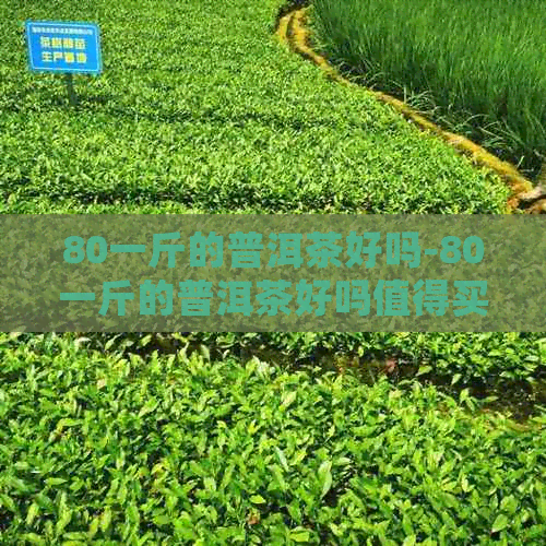 80一斤的普洱茶好吗-80一斤的普洱茶好吗值得买吗