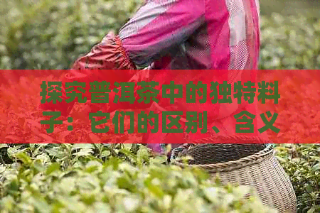 探究普洱茶中的独特料子：它们的区别、含义与品鉴方法