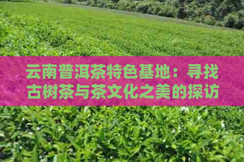 云南普洱茶特色基地：寻找古树茶与茶文化之美的探访之旅