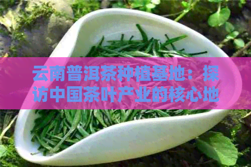 云南普洱茶种植基地：探访中国茶叶产业的核心地带