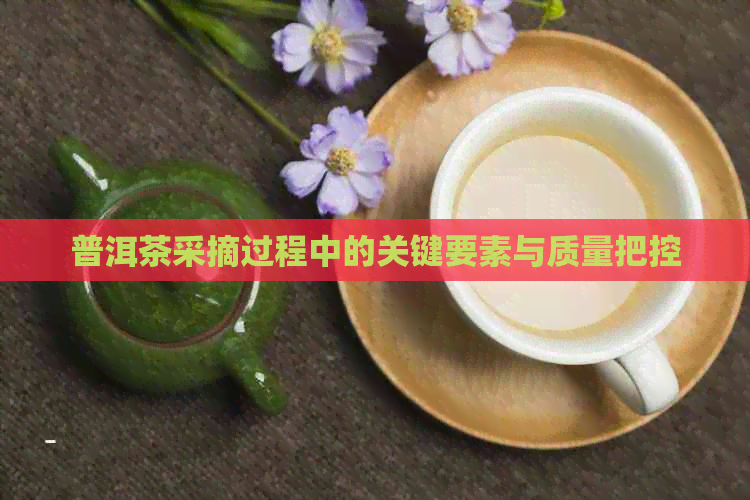 普洱茶采摘过程中的关键要素与质量把控