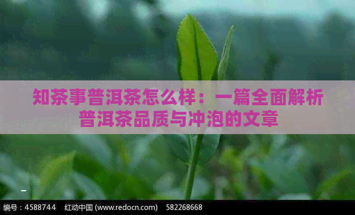 知茶事普洱茶怎么样：一篇全面解析普洱茶品质与冲泡的文章