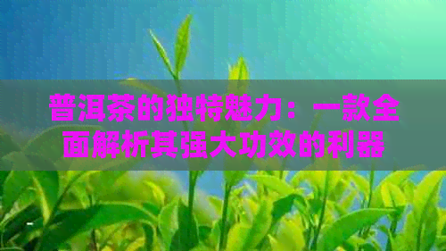 普洱茶的独特魅力：一款全面解析其强大功效的利器