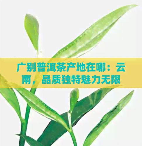 广别普洱茶产地在哪：云南，品质独特魅力无限