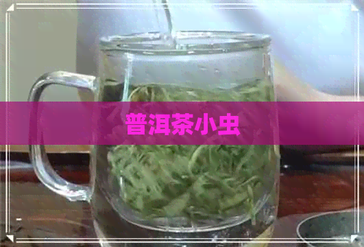 普洱茶小虫