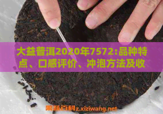 大益普洱2020年7572:品种特点、口感评价、冲泡方法及收藏价值全方位解析