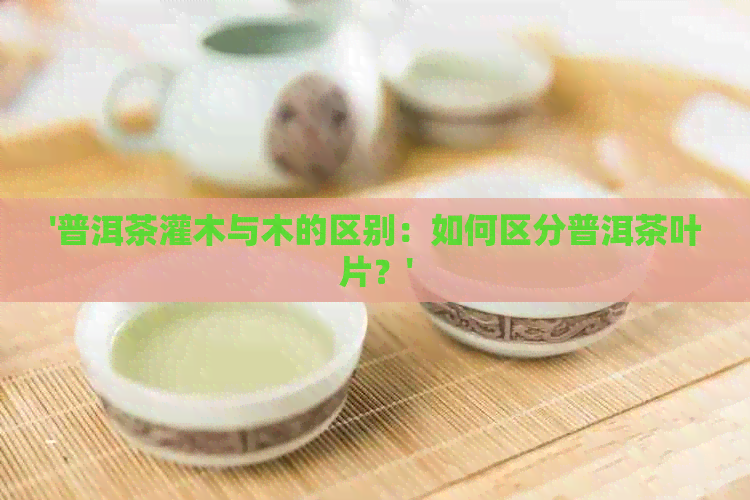 '普洱茶灌木与木的区别：如何区分普洱茶叶片？'