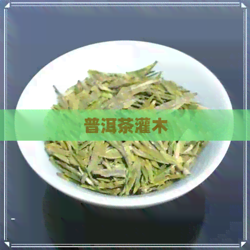 普洱茶灌木