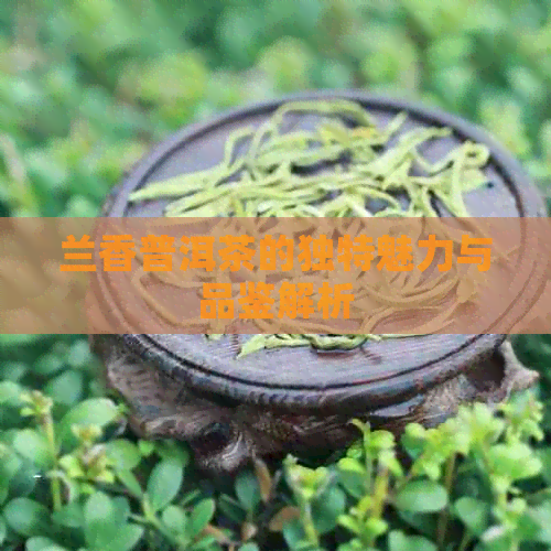 兰香普洱茶的独特魅力与品鉴解析