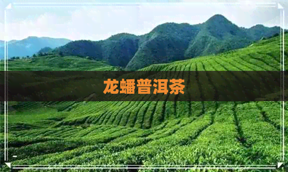 龙蟠普洱茶