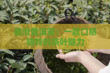 临沧普洱茶：一款口感独特的茶叶魅力