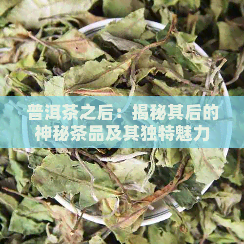 普洱茶之后：揭秘其后的神秘茶品及其独特魅力