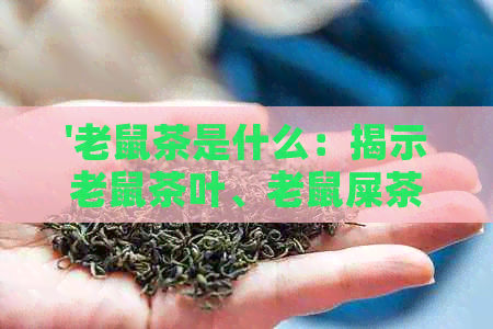 '老鼠茶是什么：揭示老鼠茶叶、老鼠屎茶叶及俗称老鼠屎的茶的真相'