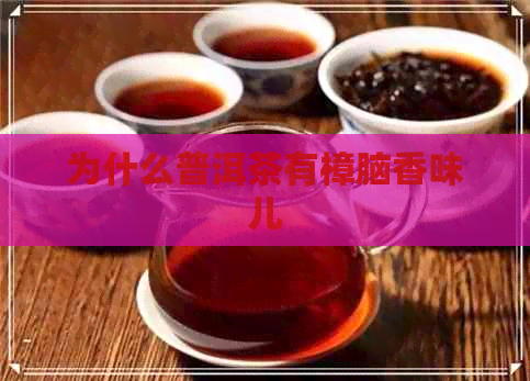 为什么普洱茶有樟脑香味儿