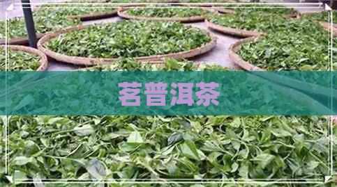 茗普洱茶