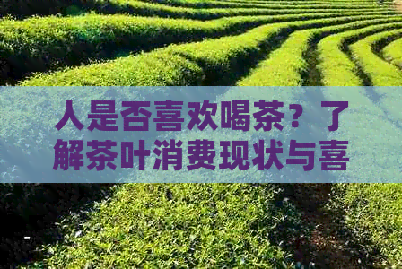 人是否喜欢喝茶？了解茶叶消费现状与喜好