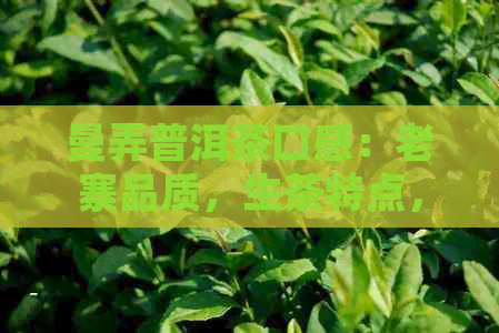 曼弄普洱茶口感：老寨品质，生茶特点，撤茶魅力