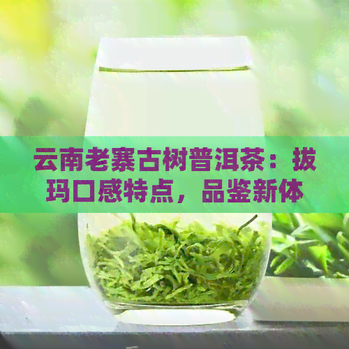 云南老寨古树普洱茶：拔玛口感特点，品鉴新体验