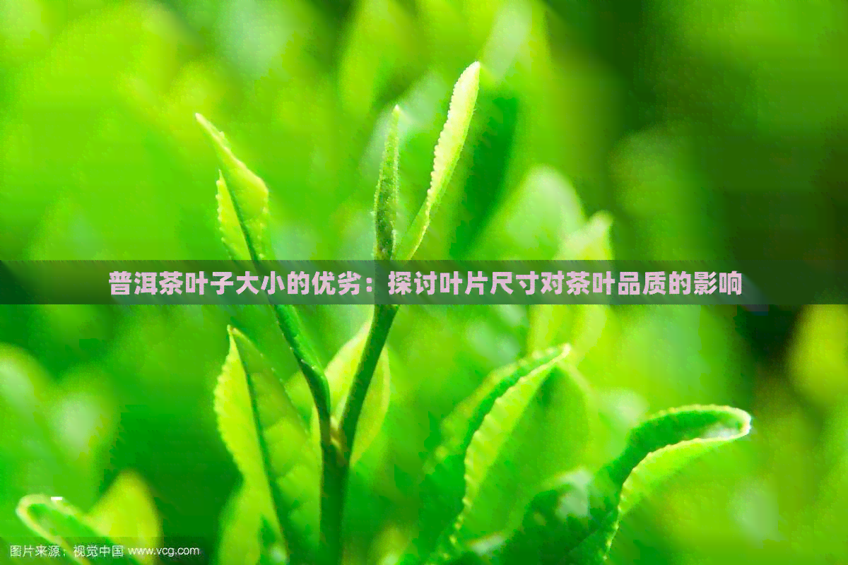 普洱茶叶子大小的优劣：探讨叶片尺寸对茶叶品质的影响