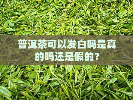 普洱茶可以发白吗是真的吗还是假的？