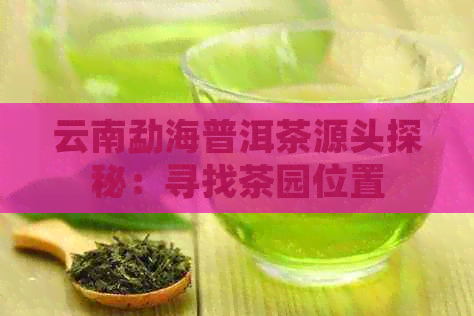 云南勐海普洱茶源头探秘：寻找茶园位置