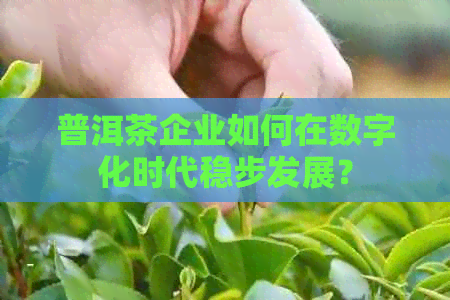 普洱茶企业如何在数字化时代稳步发展？