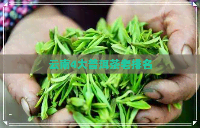 云南4大普洱茶老排名