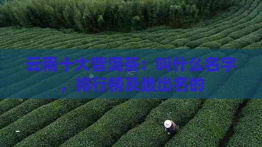 云南十大普洱茶：叫什么名字，排行榜及最出名的