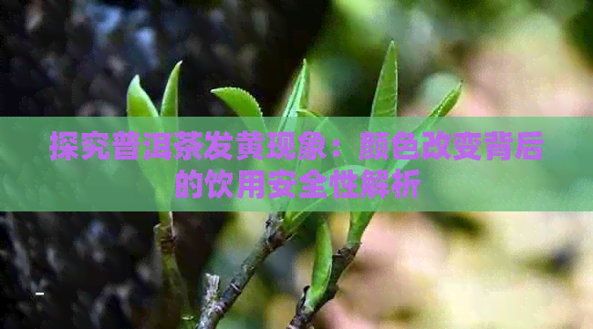 探究普洱茶发黄现象：颜色改变背后的饮用安全性解析