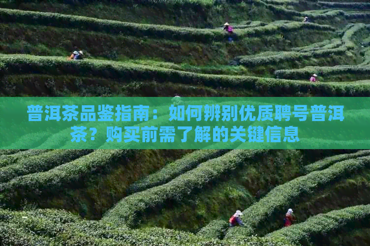 普洱茶品鉴指南：如何辨别优质聘号普洱茶？购买前需了解的关键信息