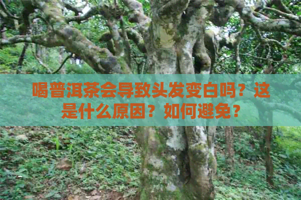 喝普洱茶会导致头发变白吗？这是什么原因？如何避免？