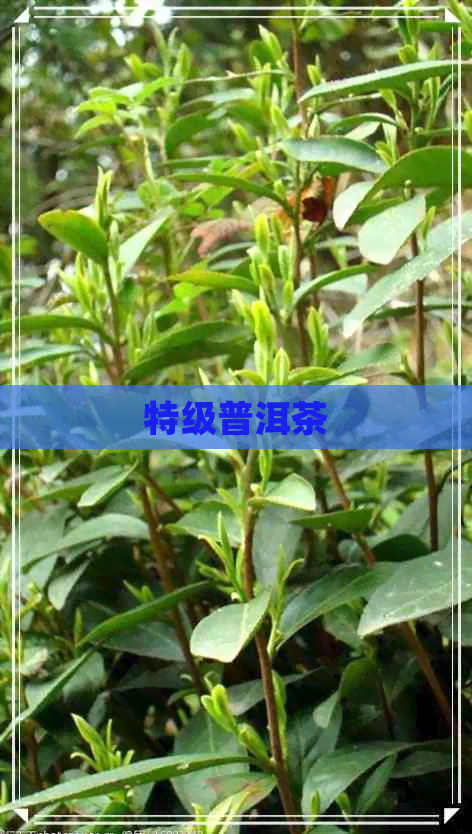 特级普洱茶