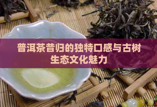 普洱茶昔归的独特口感与古树生态文化魅力