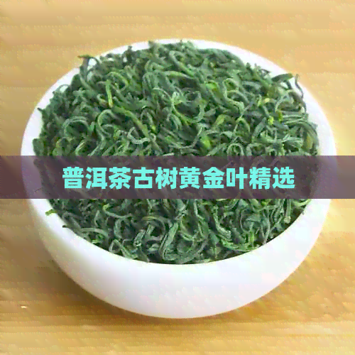 普洱茶古树黄金叶精选