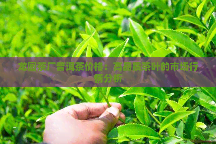 龙园茶厂普洱茶价格：高品质茶叶的市场行情分析